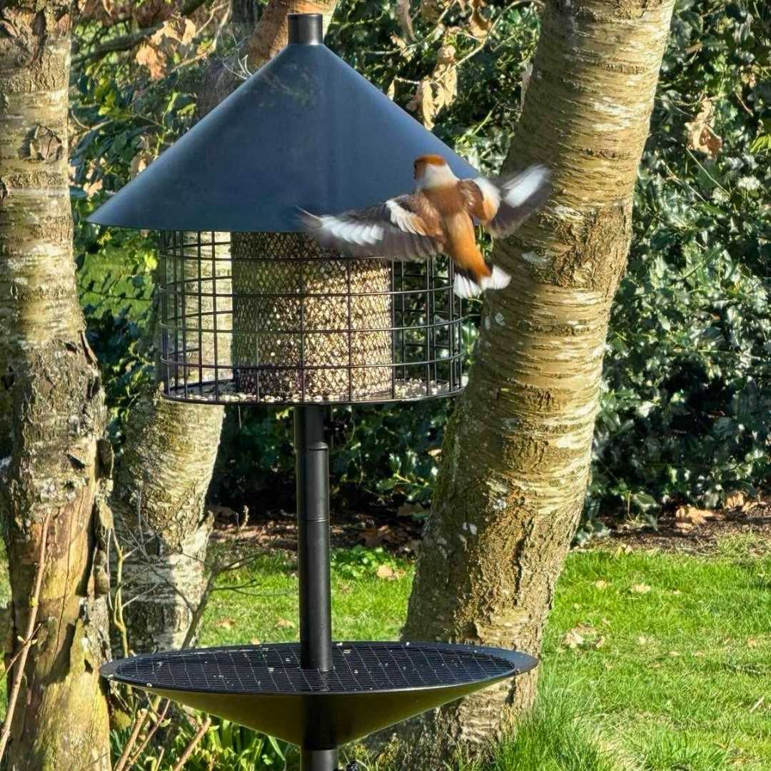 Sortenæb lyxig viltfågelblandning