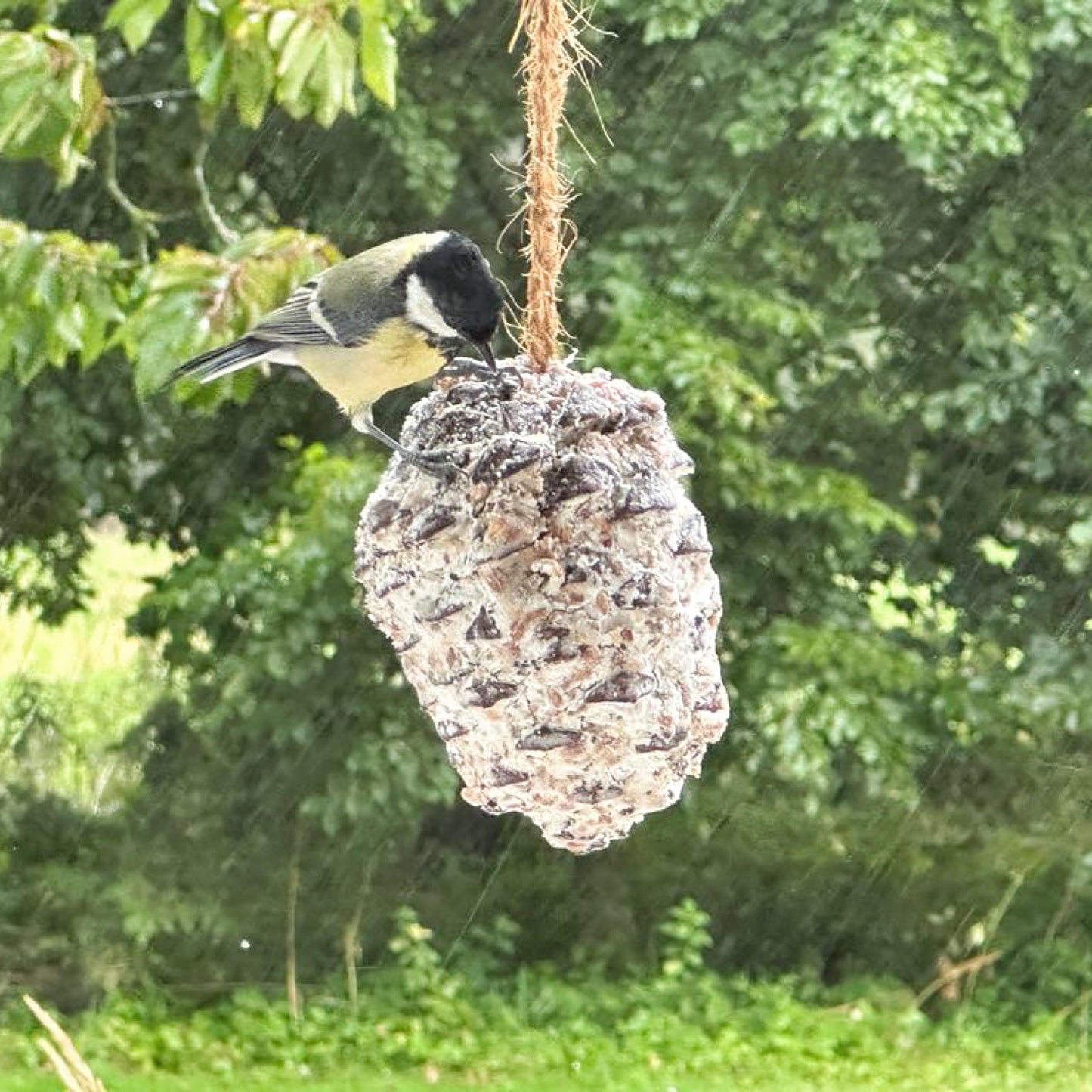 Sortenæb lyxig talgkon