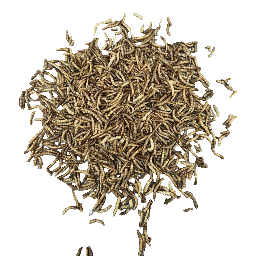 Sortenæb torkade mjölmaskar 0,5 kg