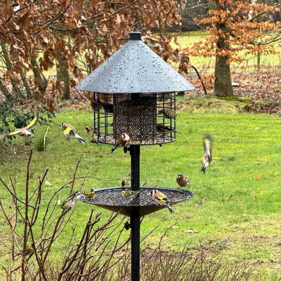 Sortenæb lyxig viltfågelblandning