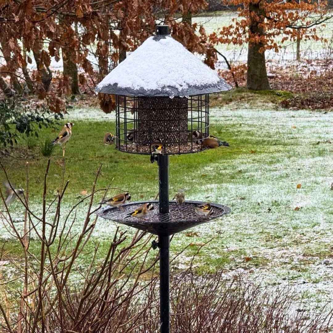 Råttsäker fågelmatare (Förbeställ januari)