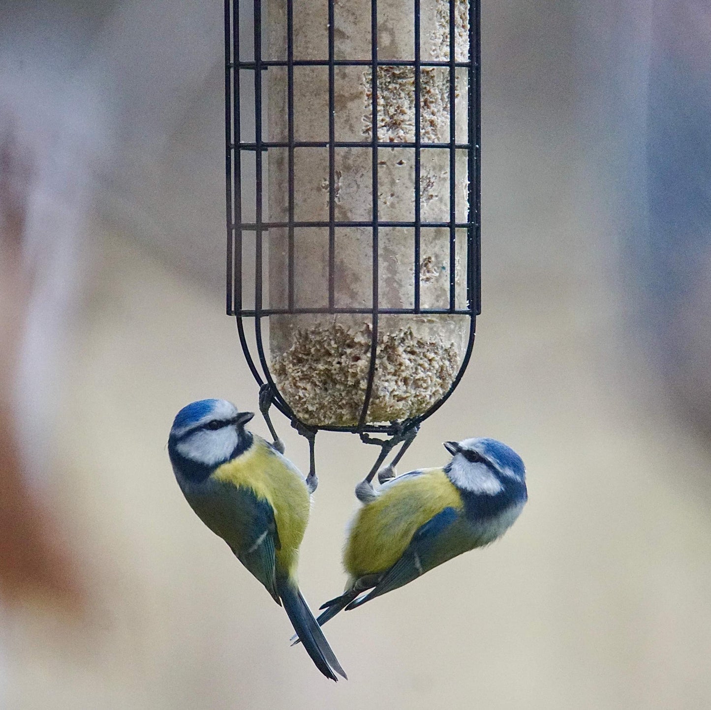 Fågelmatare för energikakor eller fröbollar