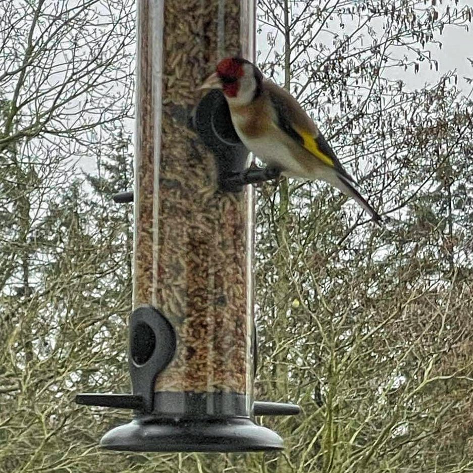 Fågelmatare för frön och fröblandningar - hög