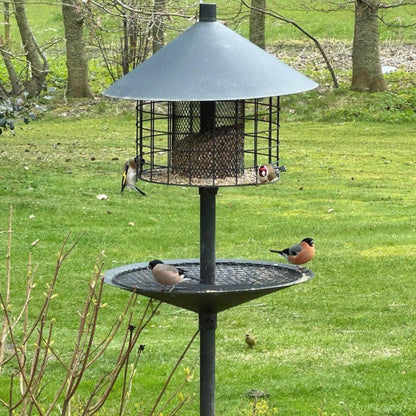 Råttsäker fågelmatare (Förbeställ januari)