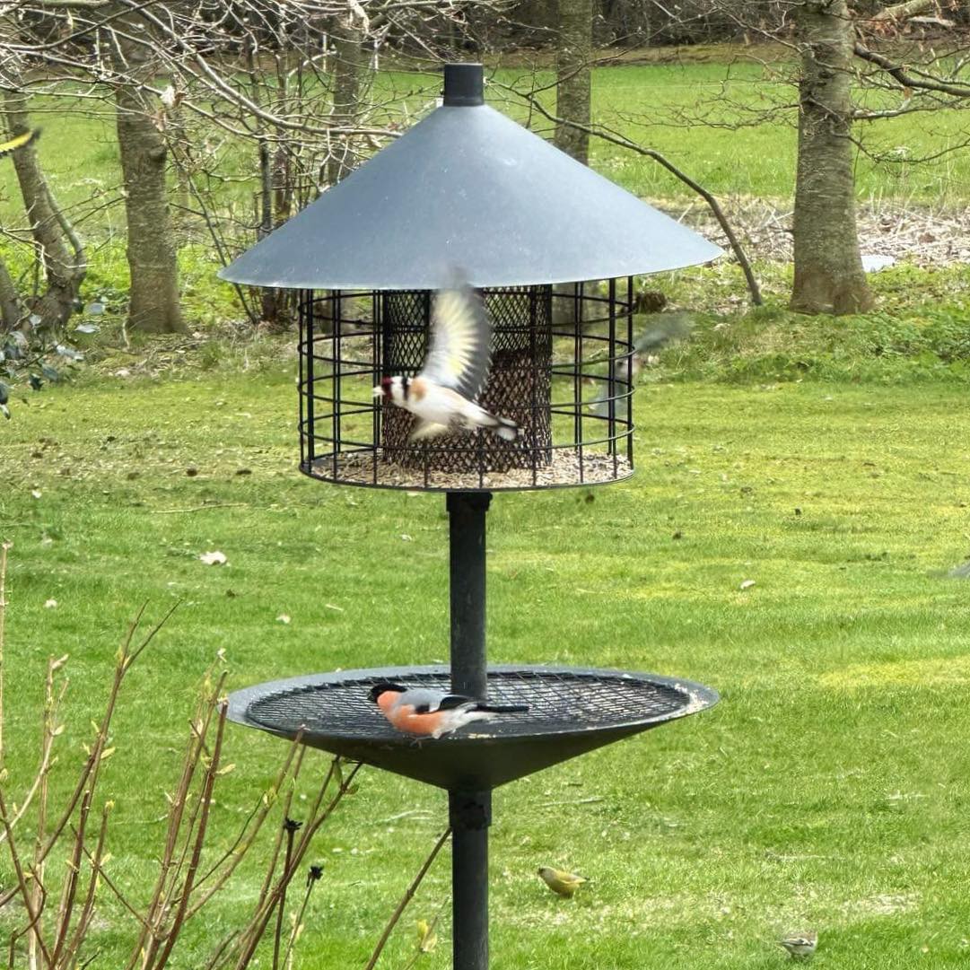 Råttsäker fågelmatare (Förbeställ januari)