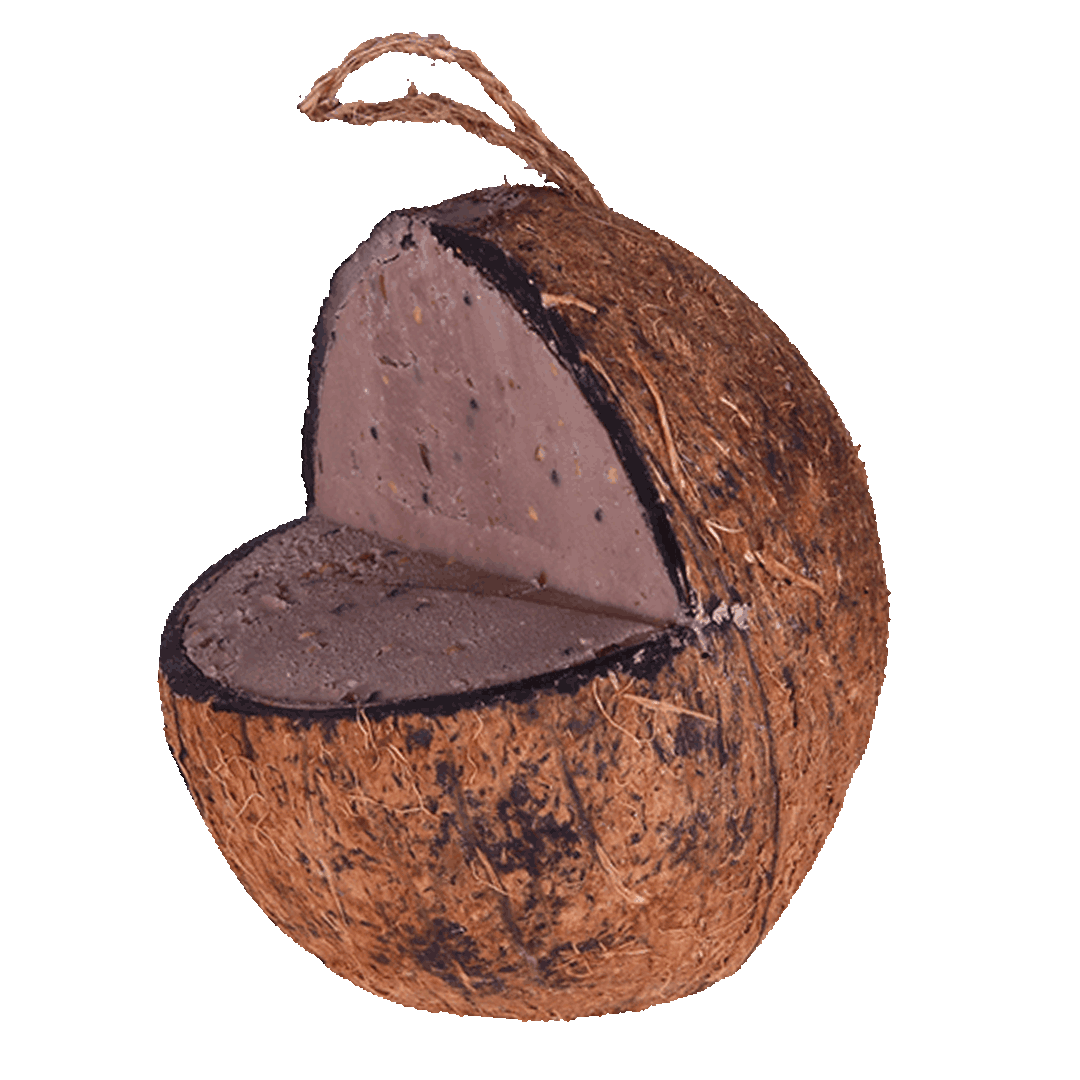 Sortenæb kokosnöt med plattform - bra för fåglar att sitta på