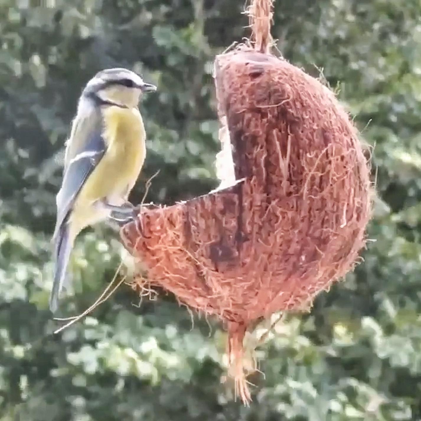 Sortenæb kokosnöt med plattform - bra för fåglar att sitta på
