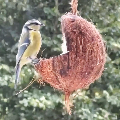 Sortenæb kokosnöt med plattform - bra för fåglar att sitta på