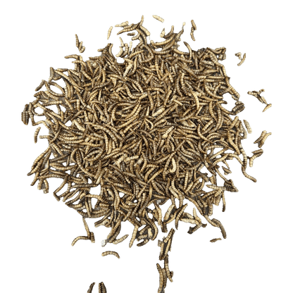 Sortenæb torkade mjölmaskar 0,5 kg